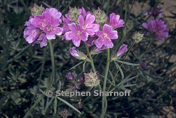 sidalcea ranunculacea 2 graphic